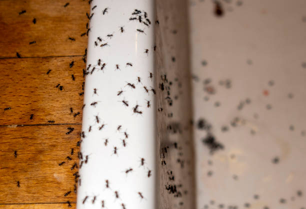 Best Affordable Pest Control Services  in Smithers, WV