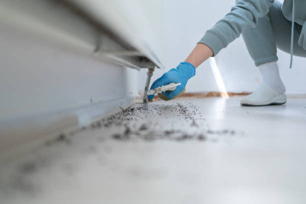 Best Flea Control Services  in Smithers, WV